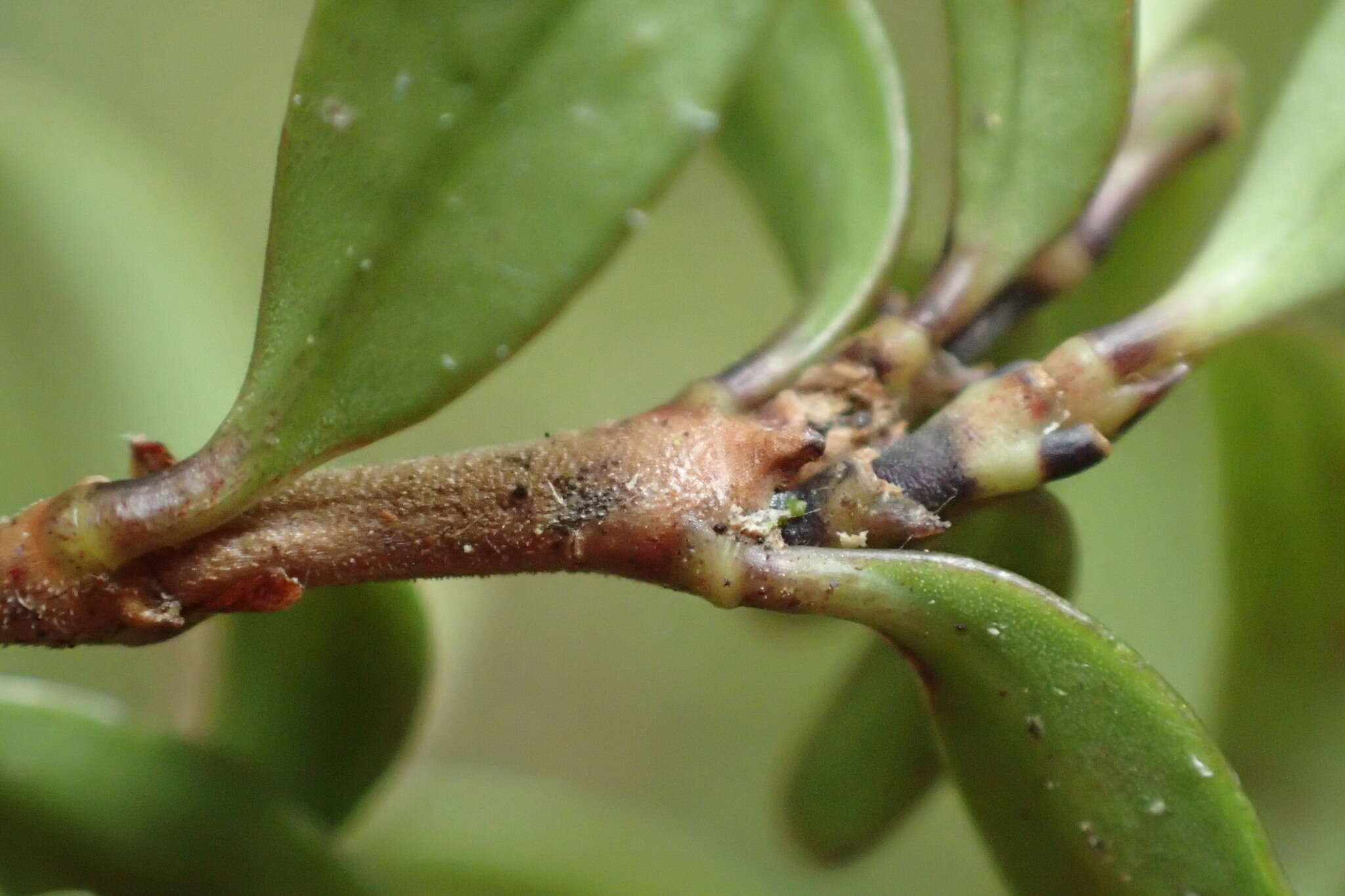 Image de Coprosma colensoi Hook. fil.