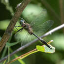 Image of Brush-tipped Emerald