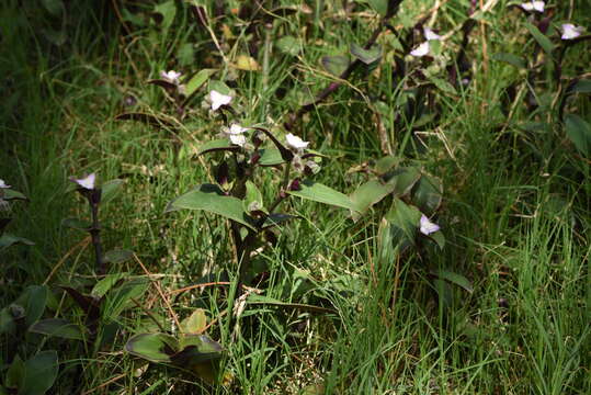 Image de Tradescantia cerinthoides Kunth