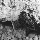 Image of Tartarus mullamullangensis Gray 1973