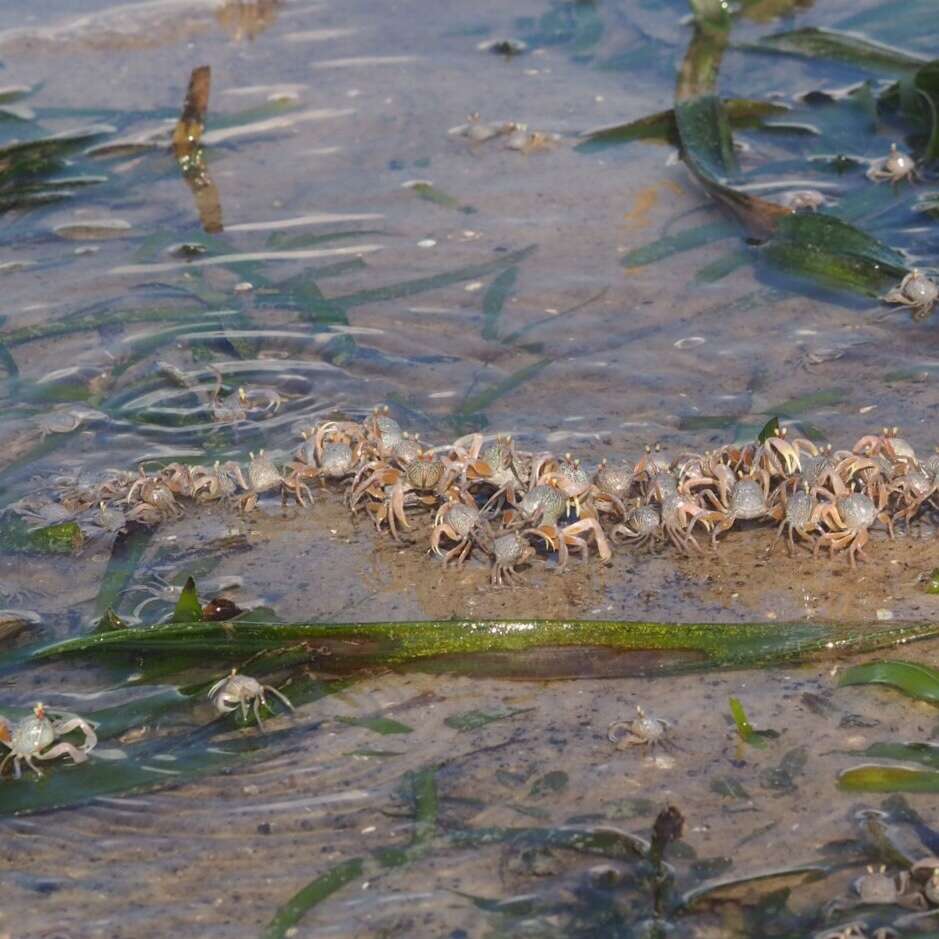 Image of Asian Soldier Crab