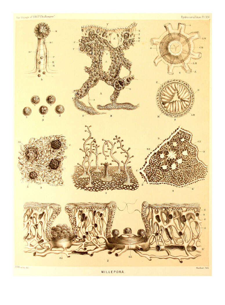 Image of Milleporidae Fleming 1828