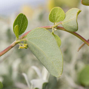 Image de Cissampelos capensis Thunb.