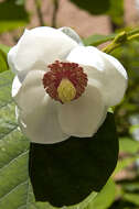 Image of Magnolia sieboldii K. Koch