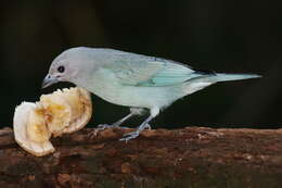 Image of Sayaca Tanager