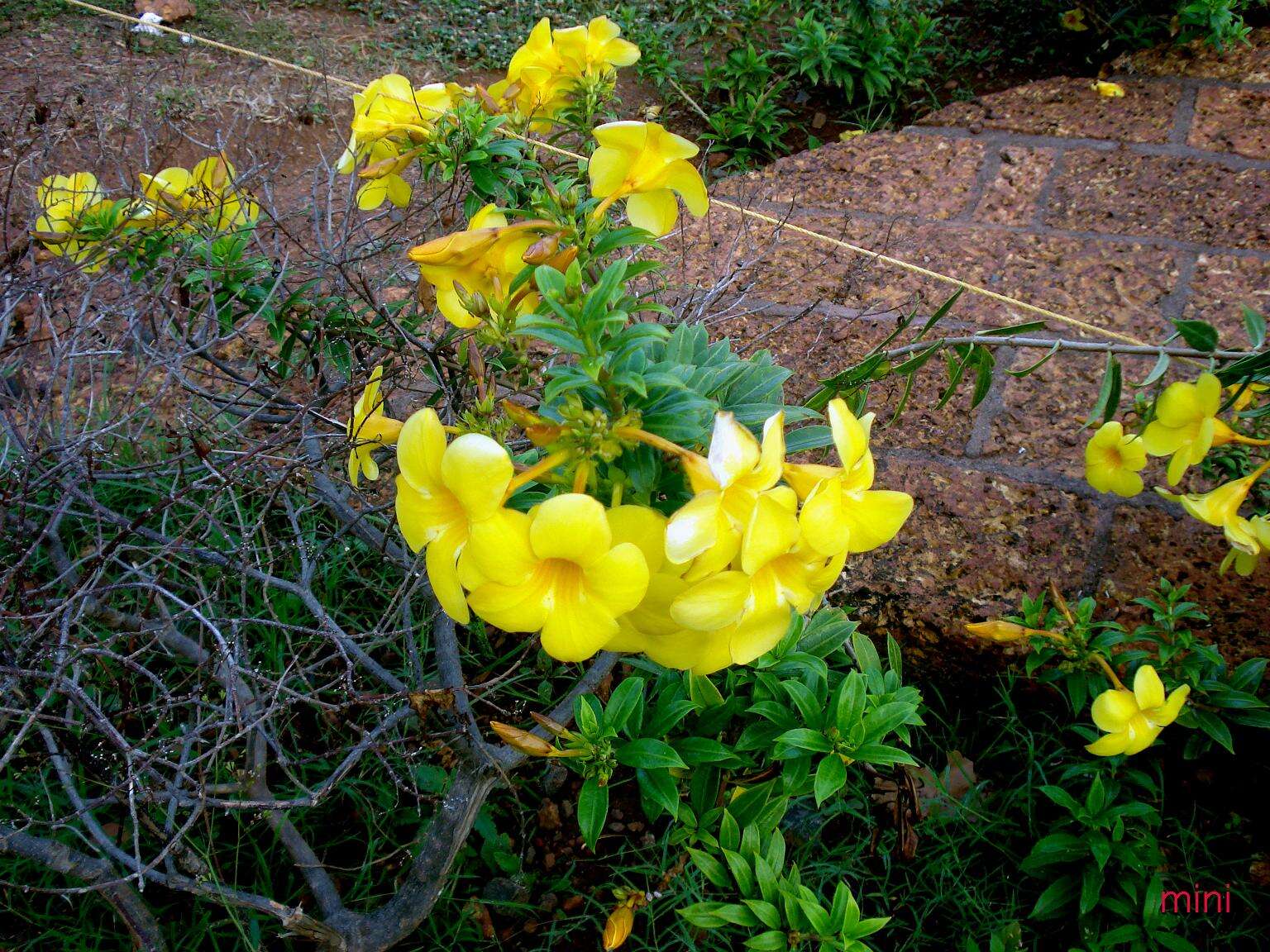 Image of golden trumpet