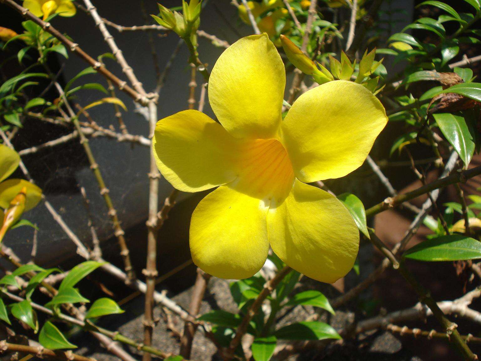 Image of golden trumpet