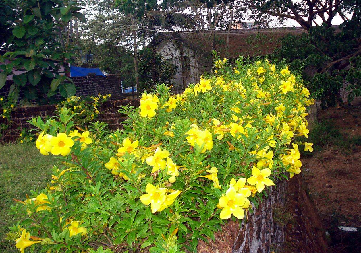 Image of golden trumpet