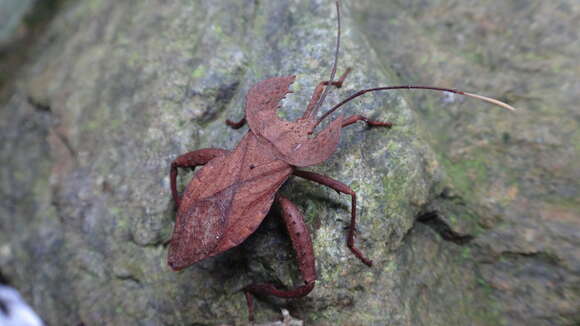 صورة Molipteryx hardwickii (White 1839)