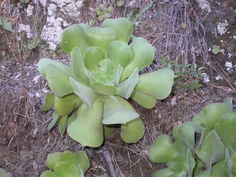 Image of Aeonium canariense subsp. christii (Burchard) Bañares