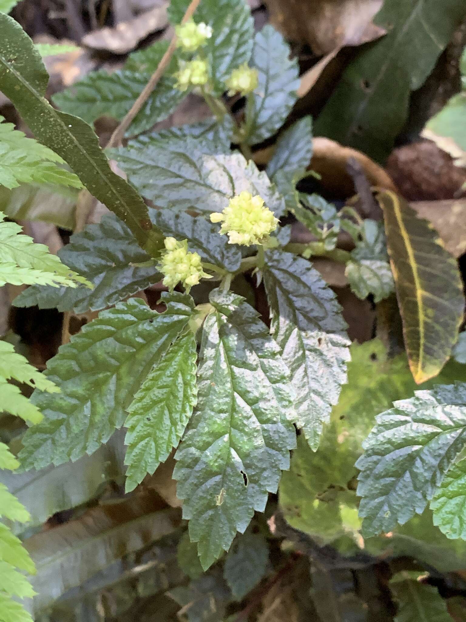 Image of Elatostema reticulatum Wedd.