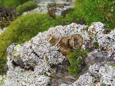Image of Brodoa intestiniformis (Vill.) Goward