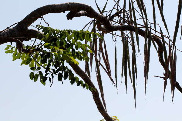 Imagem de Moringa ovalifolia Dinter & Berger