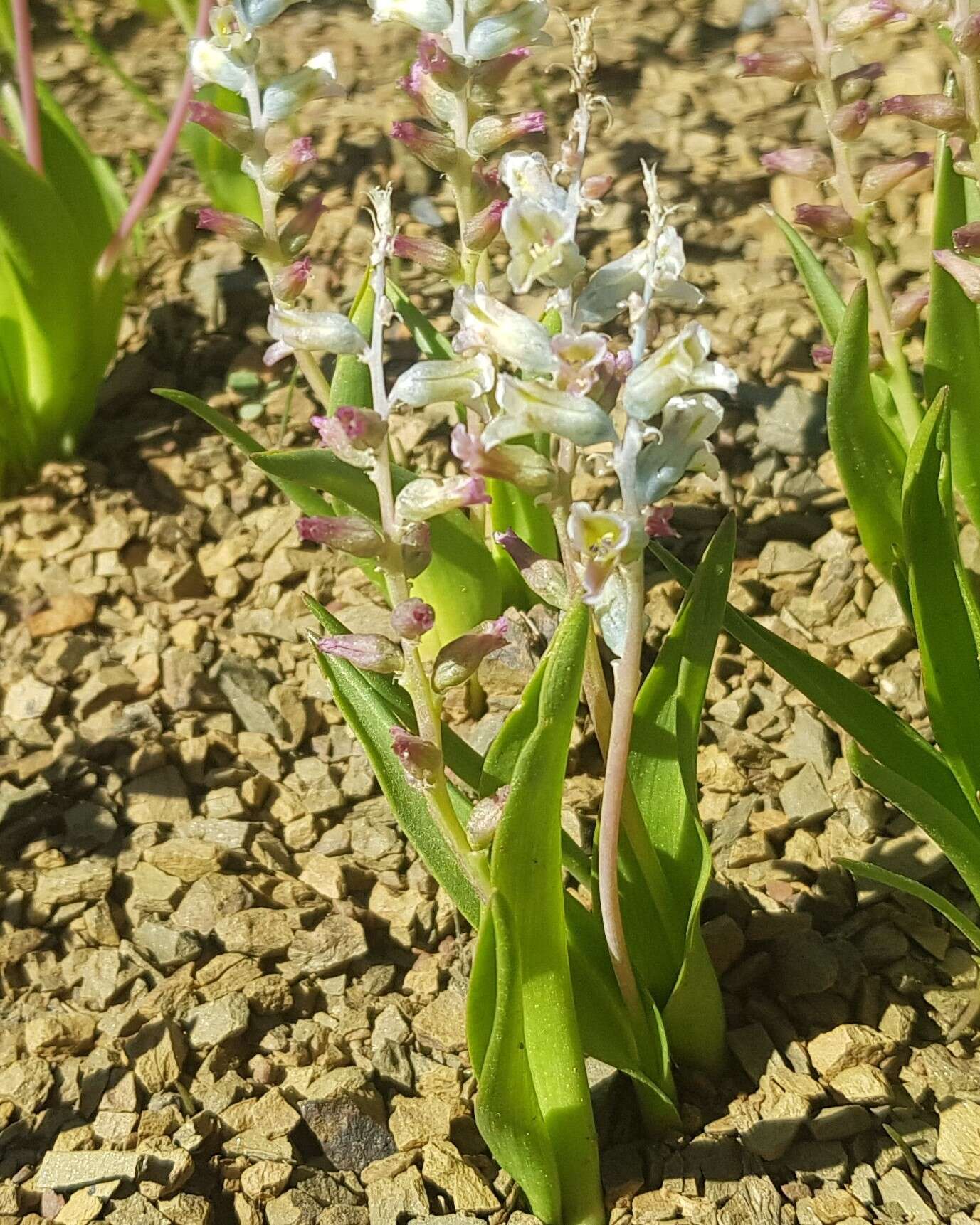 Image of Lachenalia maximiliani Schltr. ex W. F. Barker