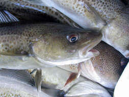 Image of Atlantic cod