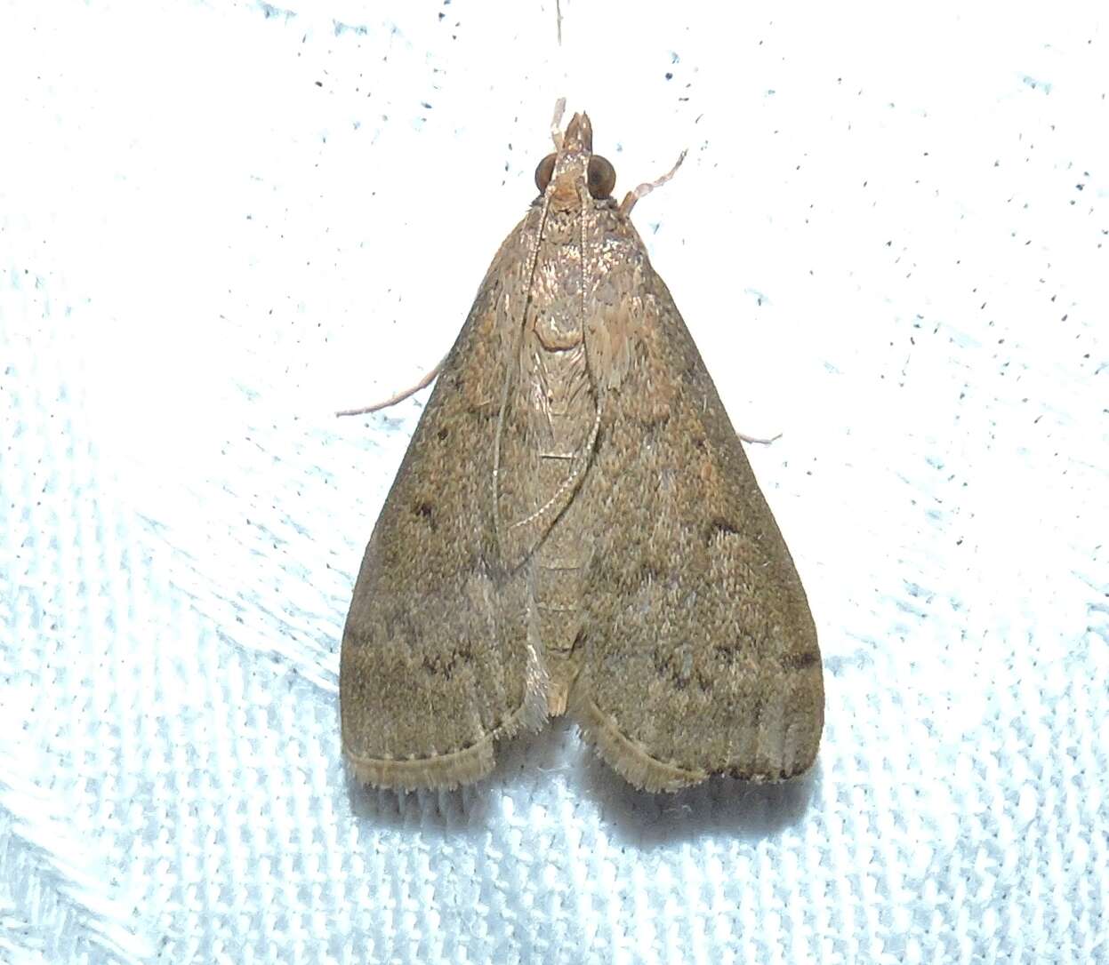 Image of Grass webworm