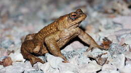 Image of Common Toad