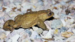 Image of Common Toad