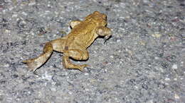 Image of Common Toad