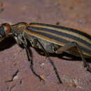 Image of Striped Blister Beetle