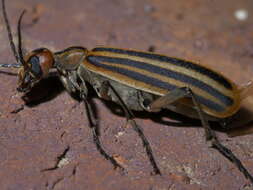 Image of Striped Blister Beetle