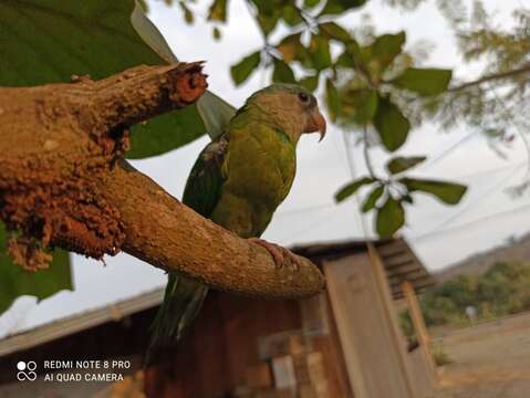 Image of Gray-cheeked Parakeet