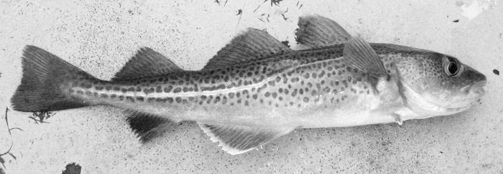 Image of Atlantic cod