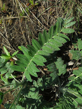 Image of Oxytropis ruthenica Vassilcz.