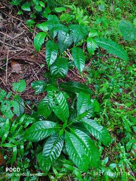 Sivun Tabernaemontana alternifolia L. kuva