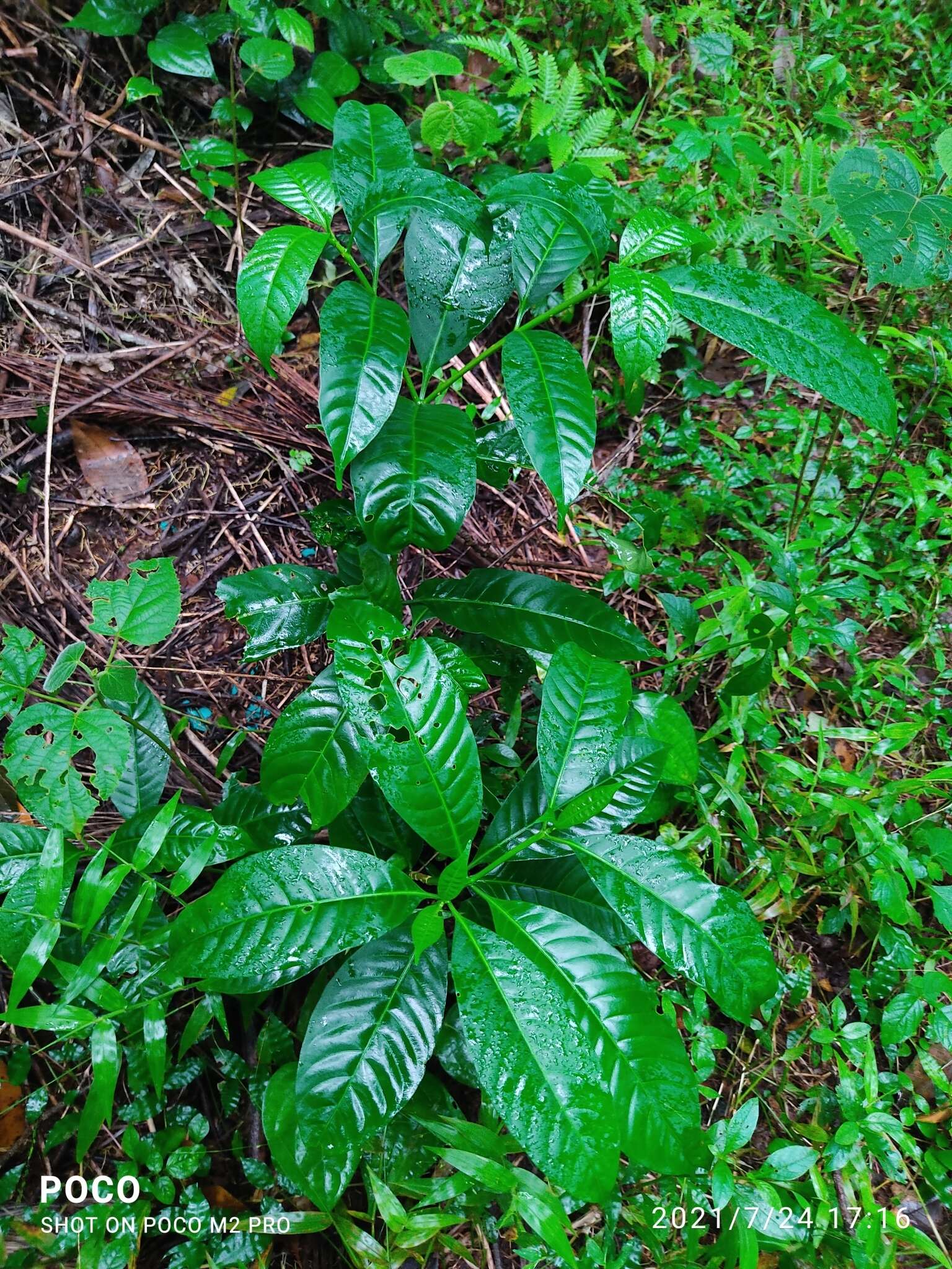 Sivun Tabernaemontana alternifolia L. kuva