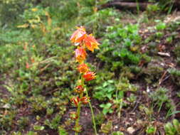 Image of Echeveria bicolor (Kunth) Walther