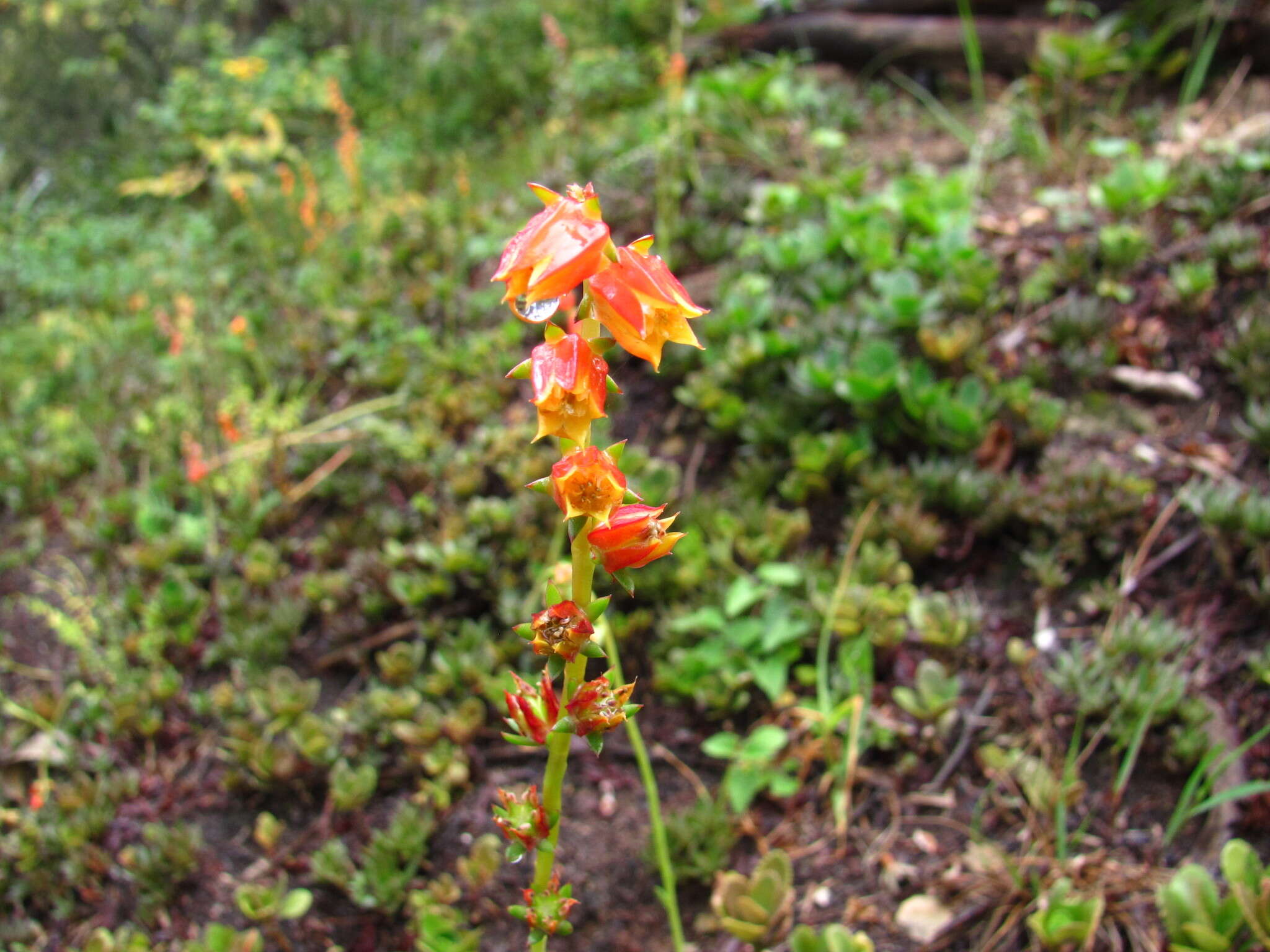 Image of Echeveria bicolor (Kunth) Walther