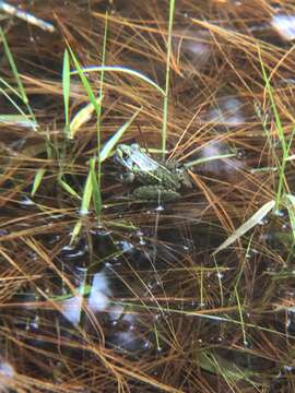 Plancia ëd Lithobates lenca (Luque-Montes, Austin, Weinfurther, Wilson, Hofmann & Townsend 2018)