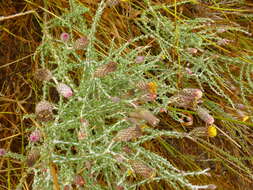 Image of Lachnospermum fasciculatum (Thunb.) Baill.