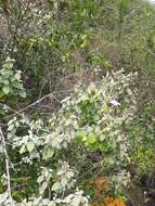 Imagem de Barleria longiflora L. fil.