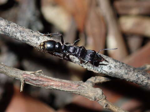 Image of Myrmecia queenslandica Forel 1915