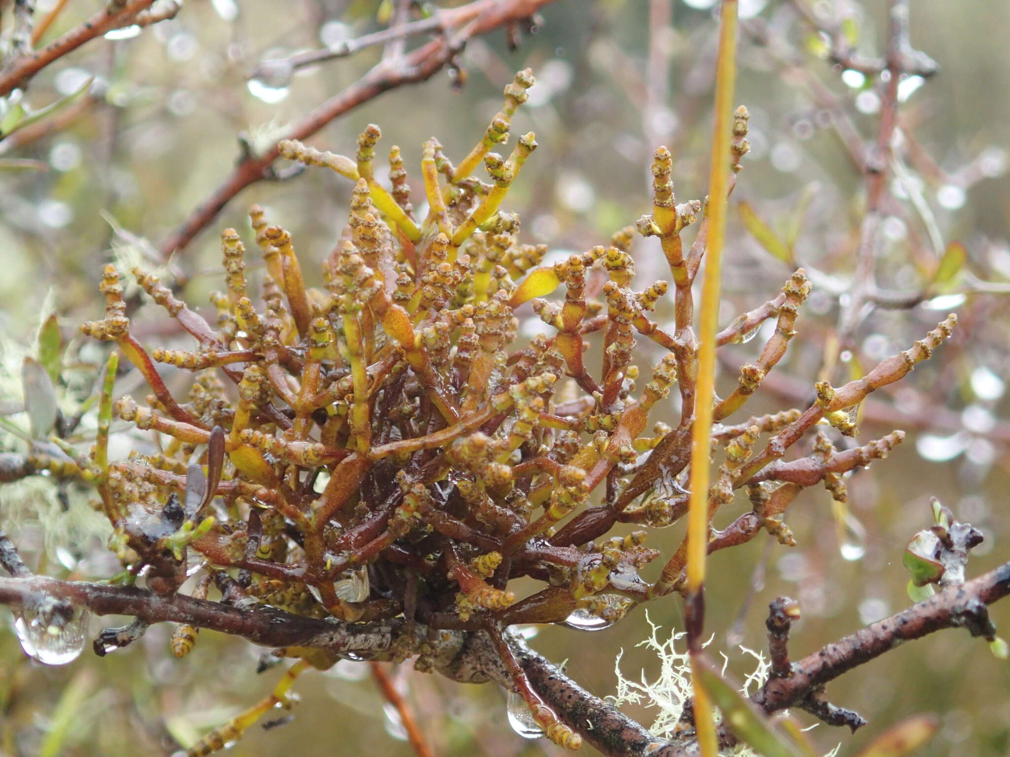 Image of Korthalsella lindsayi var. clavata (Kirk) Danser