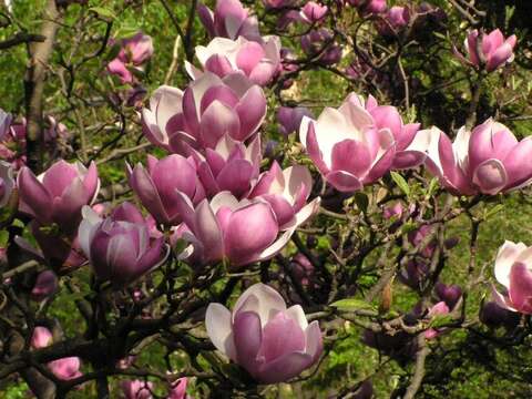 Image of Saucer magnolia