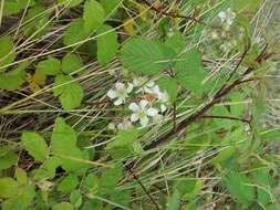 Sivun Rubus elegantispinosus (Schumacher) H. E. Weber kuva