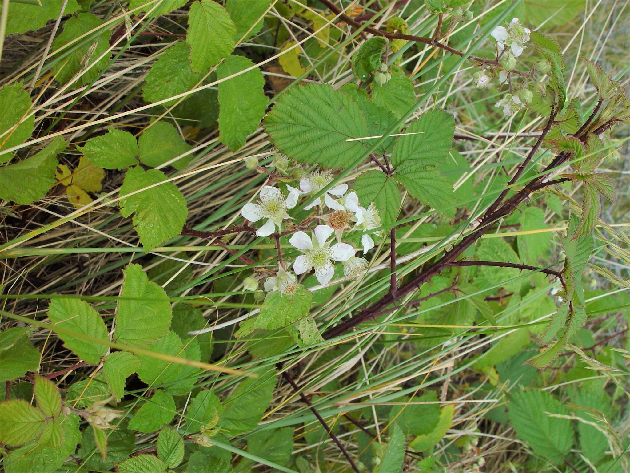 Sivun Rubus elegantispinosus (Schumacher) H. E. Weber kuva