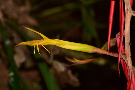 Pitcairnia stevensonii H. Luther & Whitten的圖片