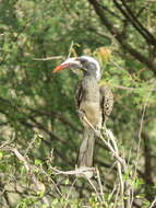 Image of African Grey Hornbill