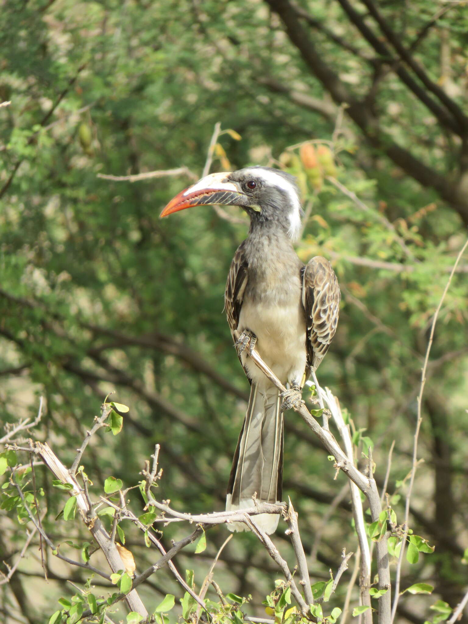 Image of African Grey Hornbill