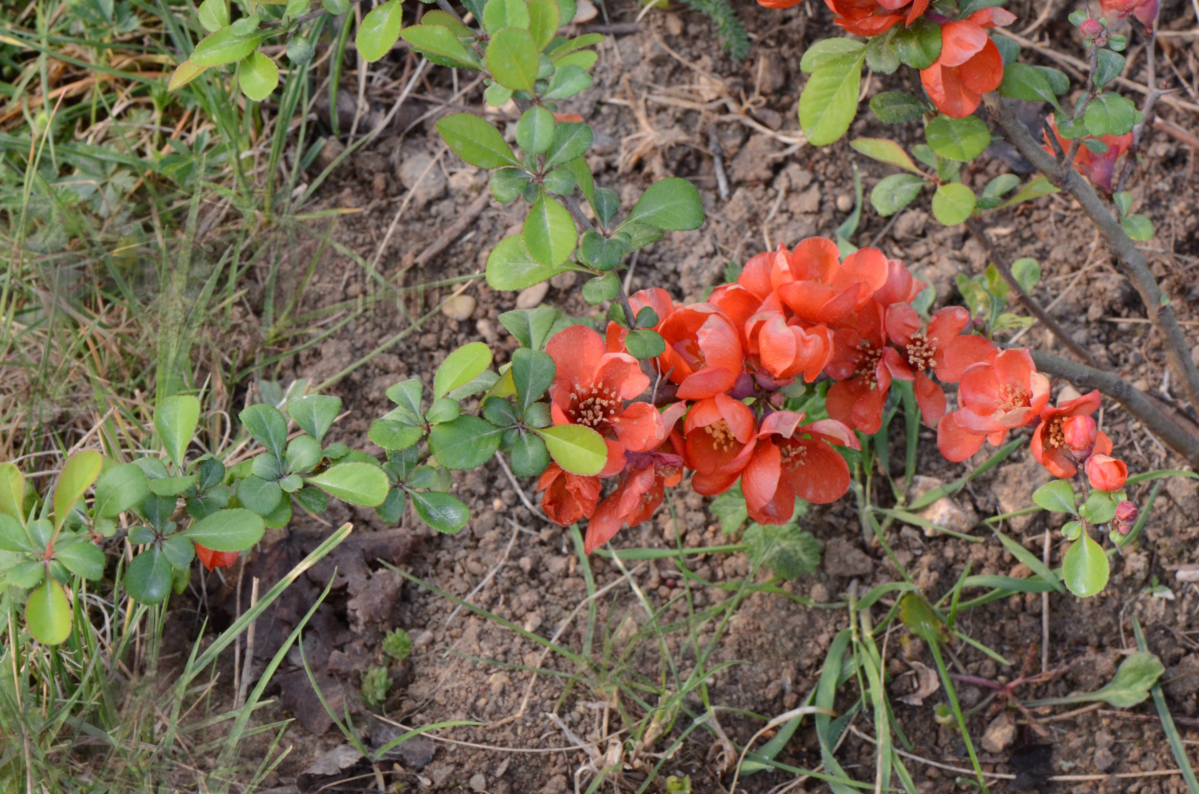 Слика од Chaenomeles japonica (Thunb.) Lindl. ex Spach