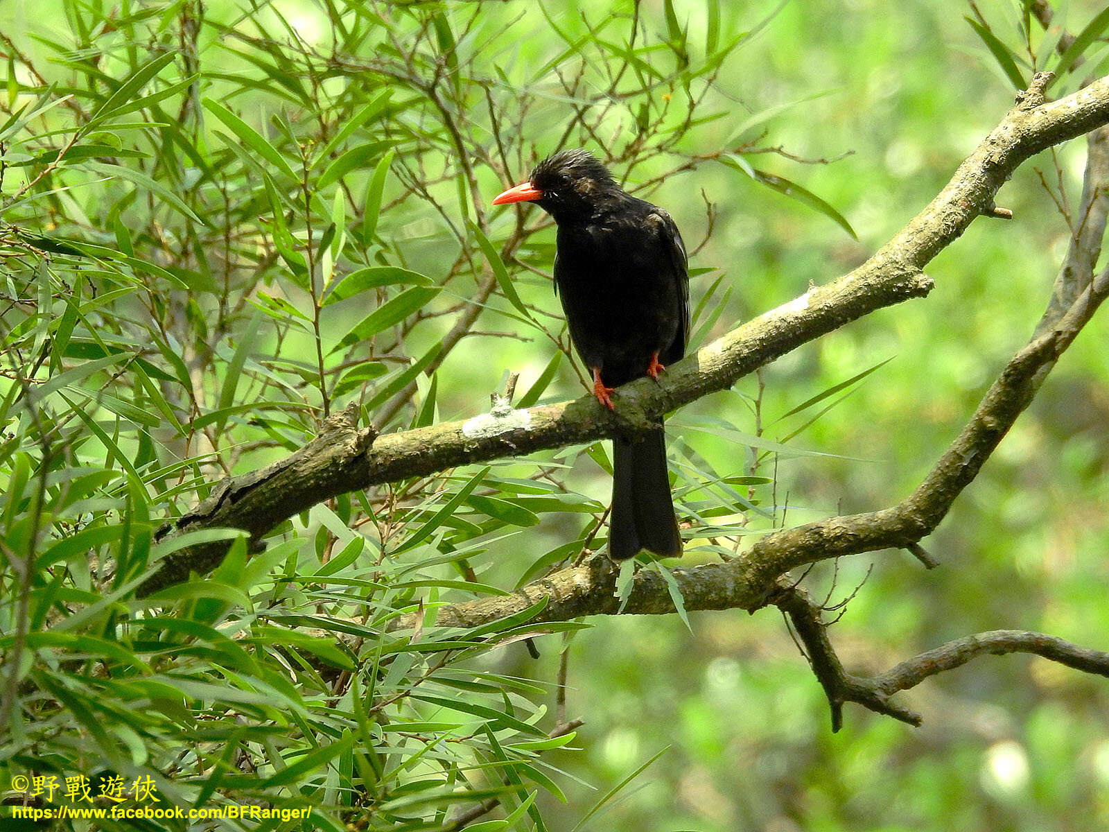 صورة Hypsipetes leucocephalus nigerrimus Gould 1863