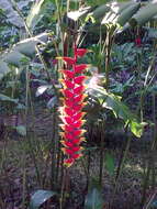 Image de Heliconia rostrata Ruiz & Pav.