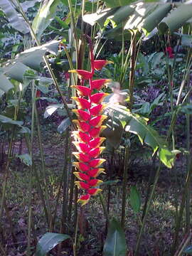 Image de Heliconia rostrata Ruiz & Pav.