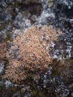 Image of fragile ball lichen