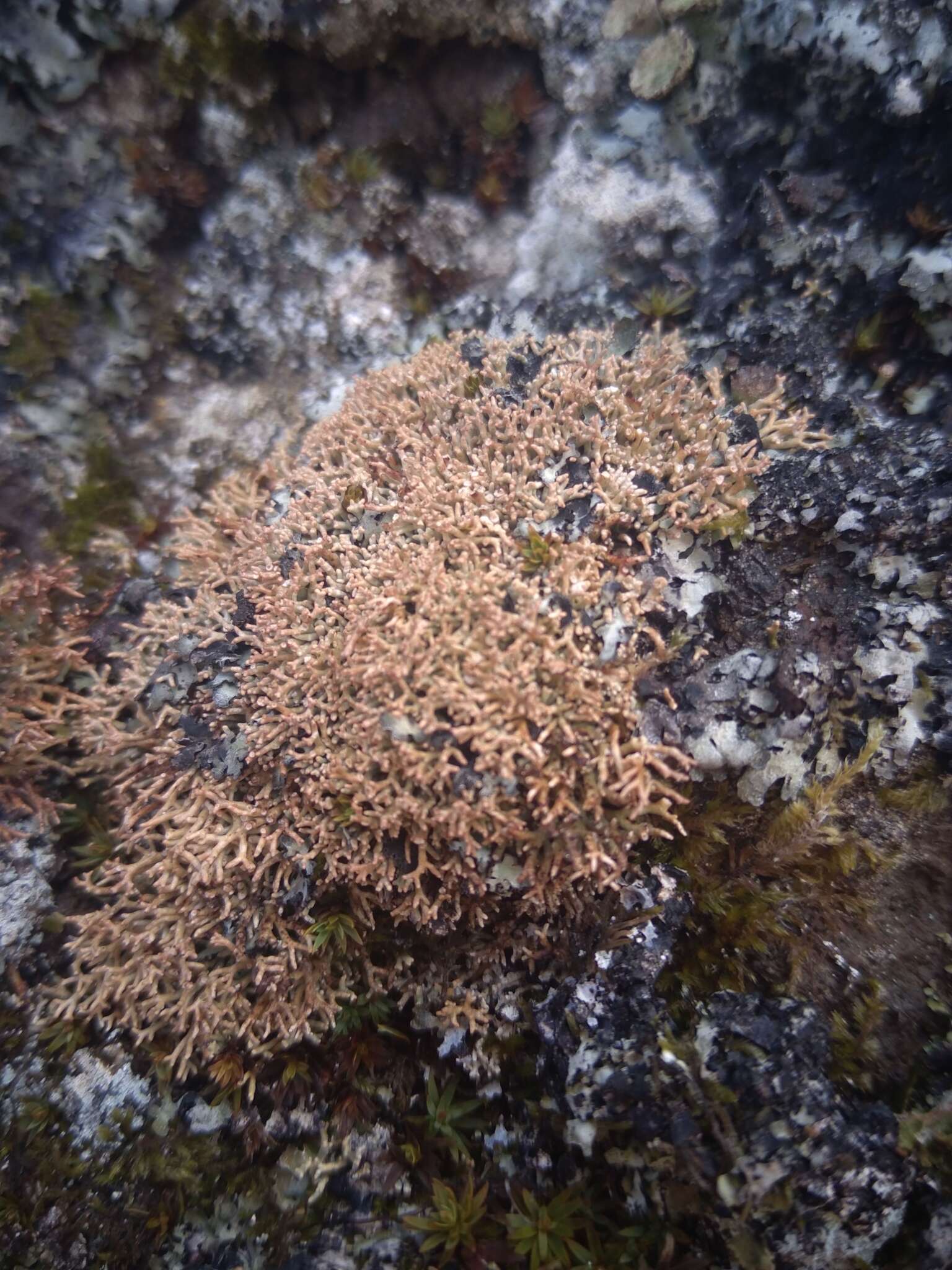 Image of fragile ball lichen