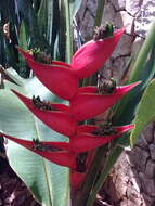 Image de Heliconia bihai (L.) L.